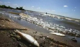 日本核废水最新爆料,最新爆料揭示惊人真相！”